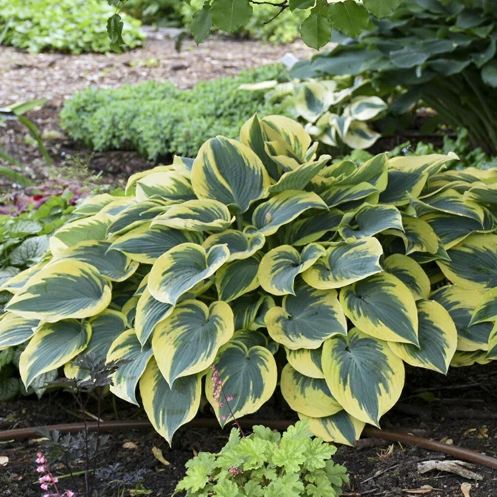 Hosta First Frost Perennial Shade Plant - Variegated Foliage in 5.25" Pot