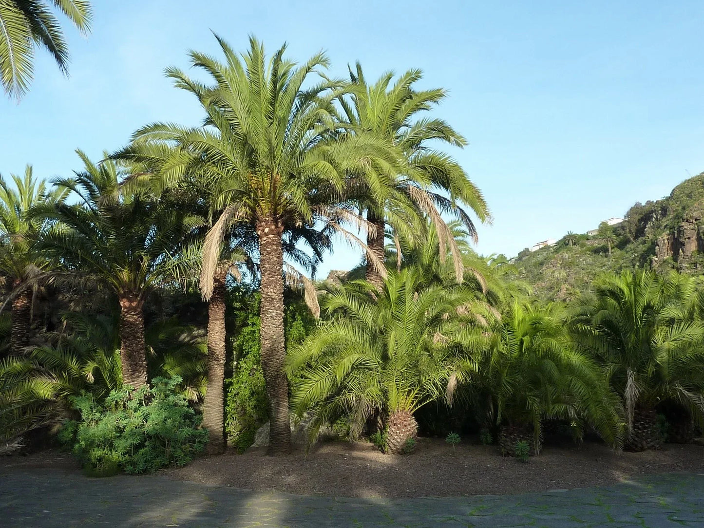 Canary Island Date Palm Seeds, Phoenix canariensis, Tropical Palm Tree Seeds for Garden & Indoor Planting