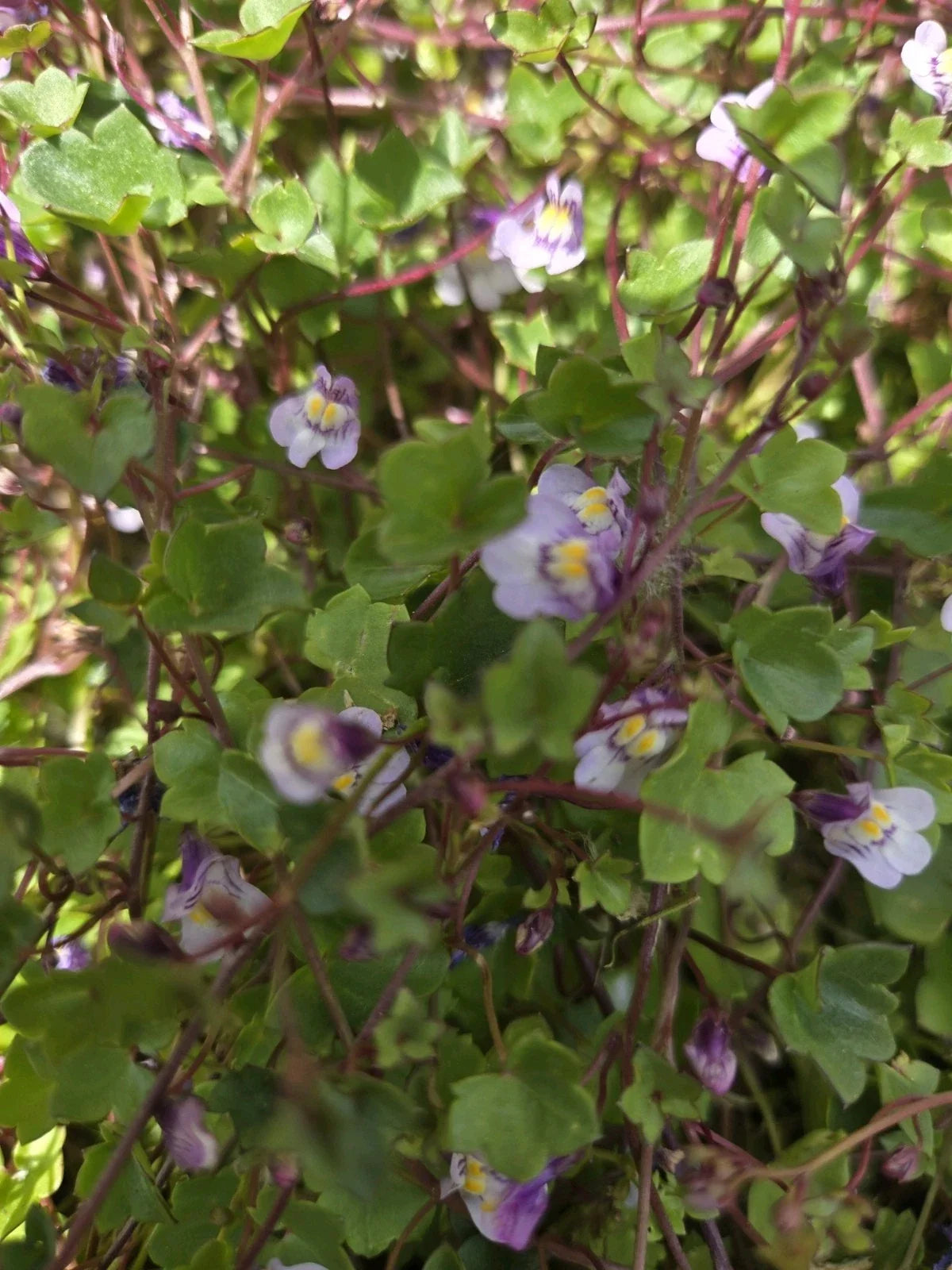 Kenilworth Ivy Root Cuttings, Cymbalaria Muralis, Groundcover Perennial for Gardens & Landscapes