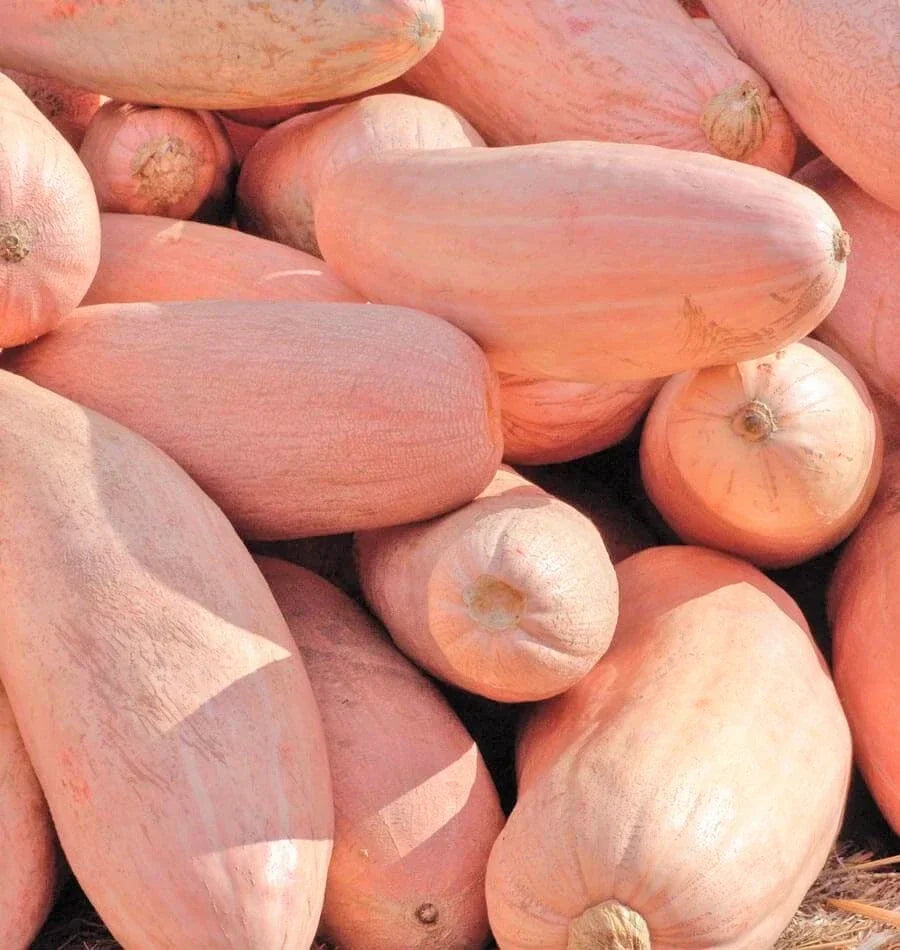 Jumbo Pink Banana Squash Seeds | Heirloom Cucurbita maxima for Fall Harvest | 20 Pack