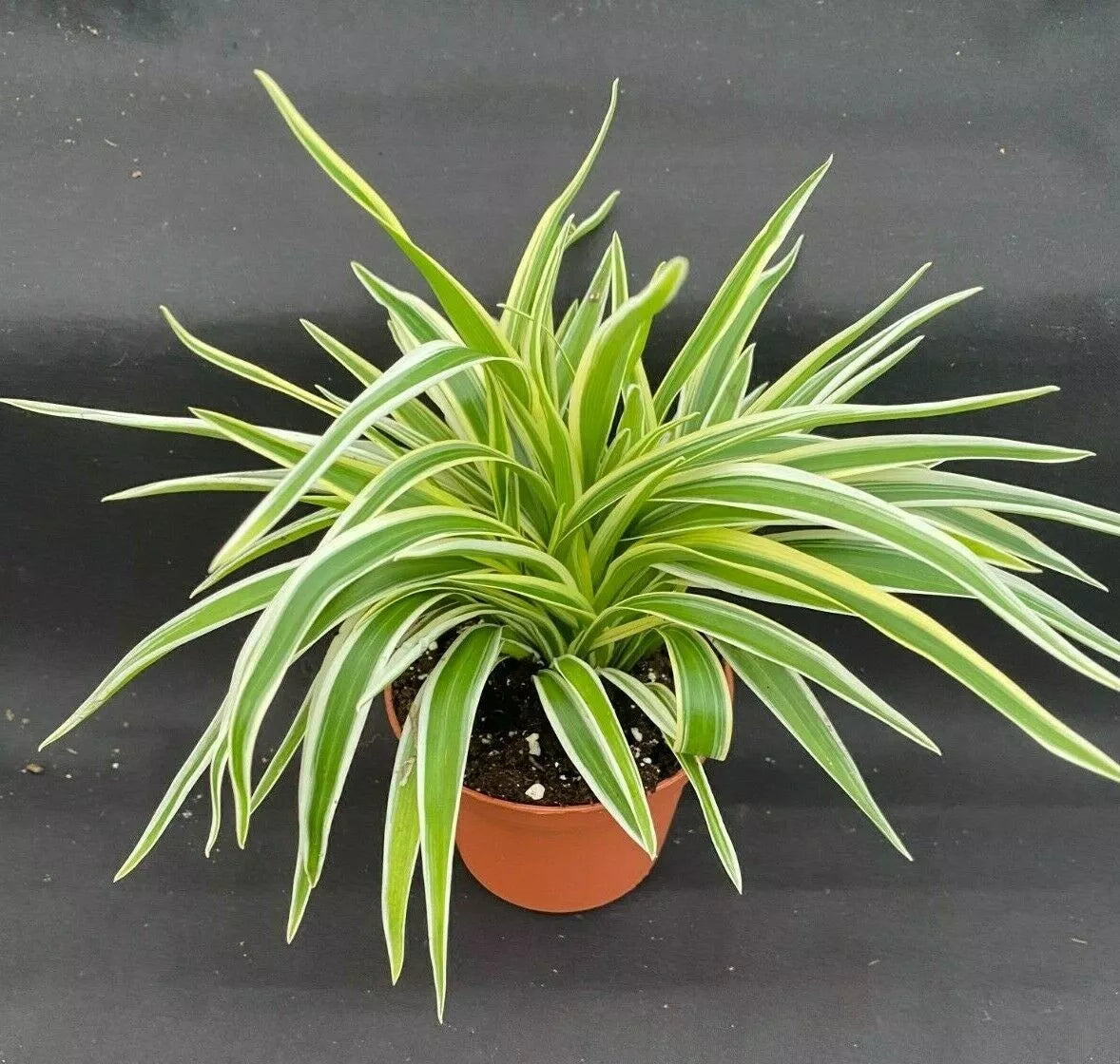 Indoor Air Purifying Plant - Rooted Variegated Chlorophytum comosum - Spider Plant in 3" Pot