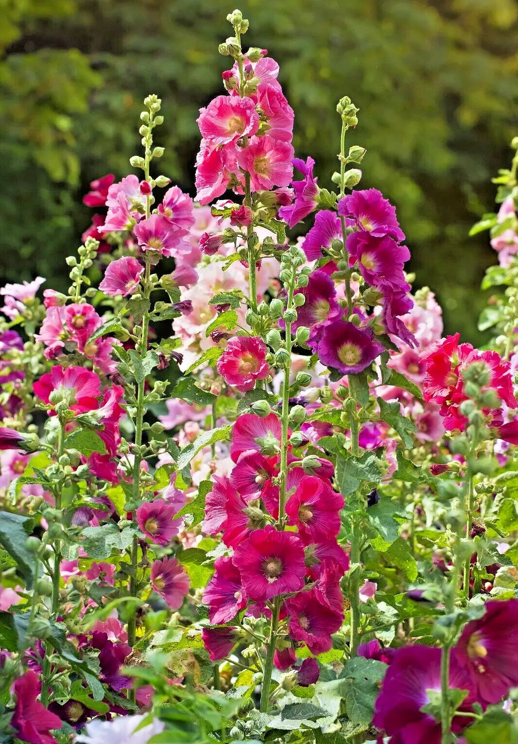 Giant Hollyhock Seeds Mix - 50 Seeds, Hardy Perennial, Colorful Alcea rosea, Easy to Grow, Butterfly Attracting, USA Seller