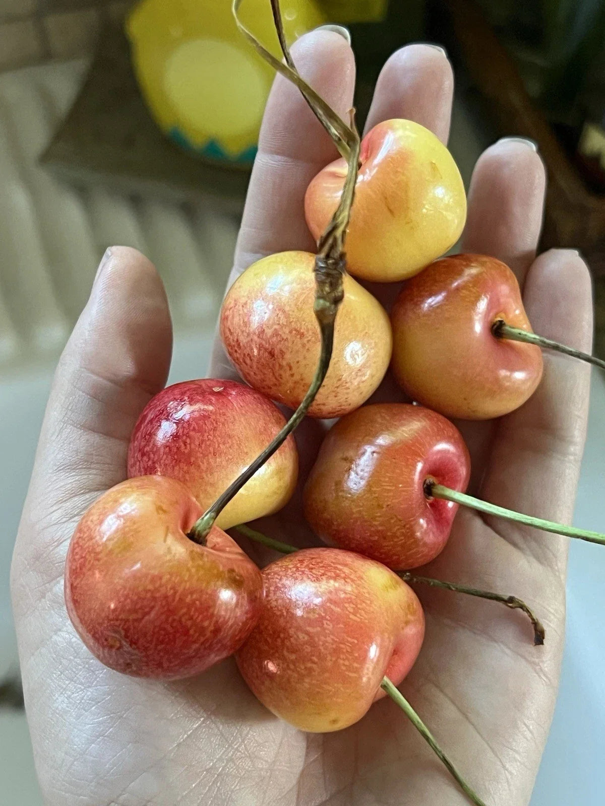Skylar Rae Cherry Seeds - Organic Non-GMO Fruit Tree Seeds for Growing Prunus avium in Home Gardens