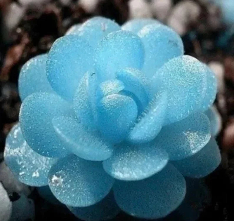Blue Flower Succulent Seeds 100 Pack - Rare Notocactus Leninghausii for Indoor Outdoor Garden Planting