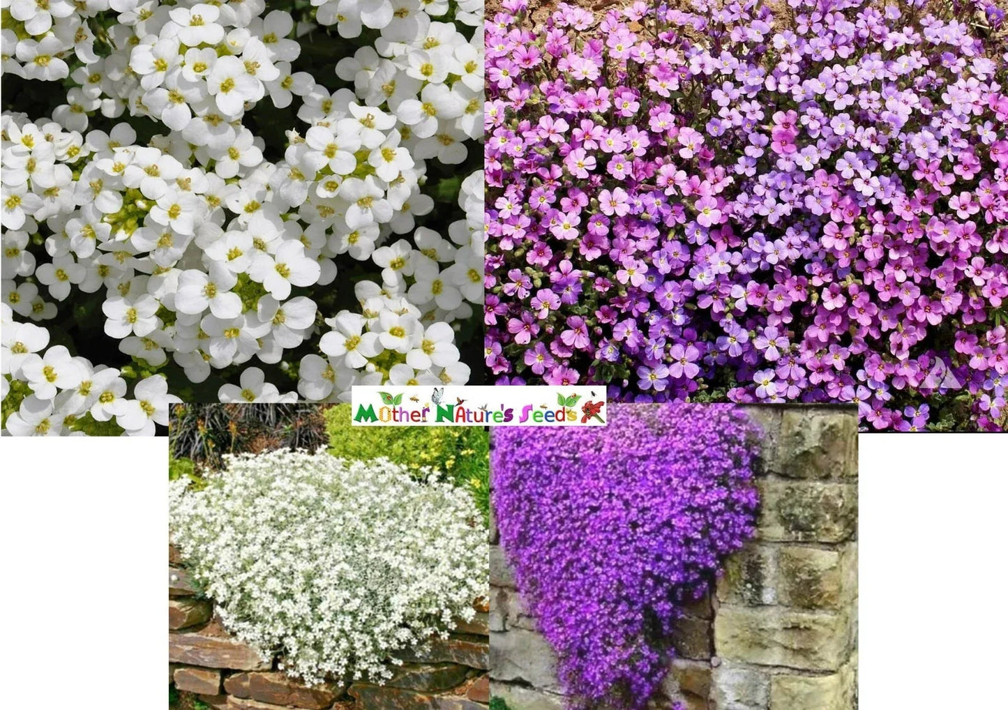 Rock Cress Ground Cover Seeds – Aubrieta deltoidea – Mixed Colors – Perennial Non-GMO Seeds for Borders & Rock Gardens