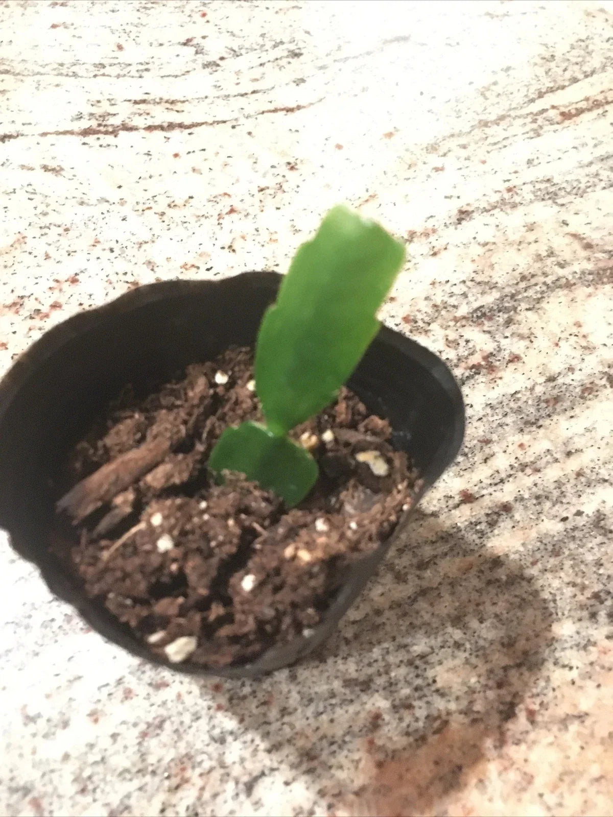 Christmas Cactus Plant - Fuchsia Color - Well Rooted Schlumbergera Houseplant