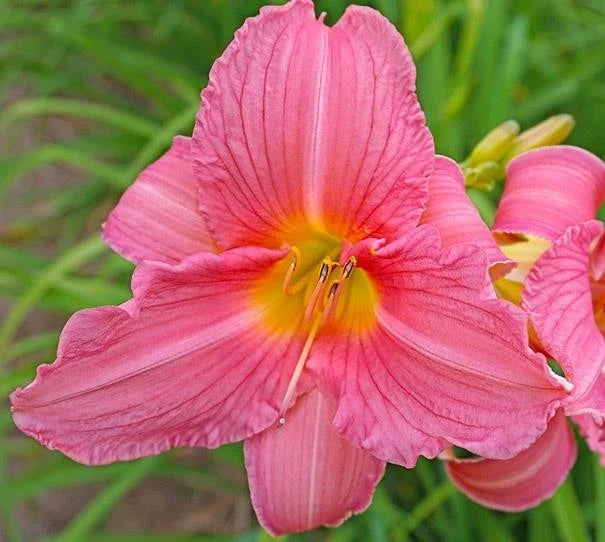 Daylily Plant Rosa Bellini Pink Reblooming Hemerocallis Live Flowering Perennial