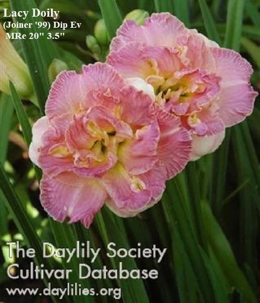 Live Pink Double Rebloomer Daylily Plant - Lacy Doily - Hemerocallis