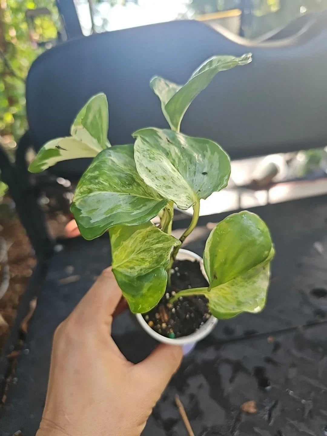 Manjula Pothos Plant - Fully Rooted 5 Nodes Variegated Epipremnum aureum Indoor Plant