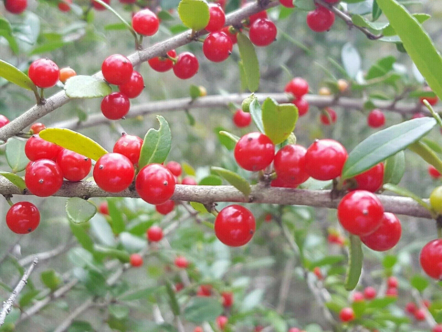 Yaupon Holly Seeds | Organic Florida Native Ilex vomitoria | Caffeine-Free Tea & Coffee Substitute | 25 Seeds