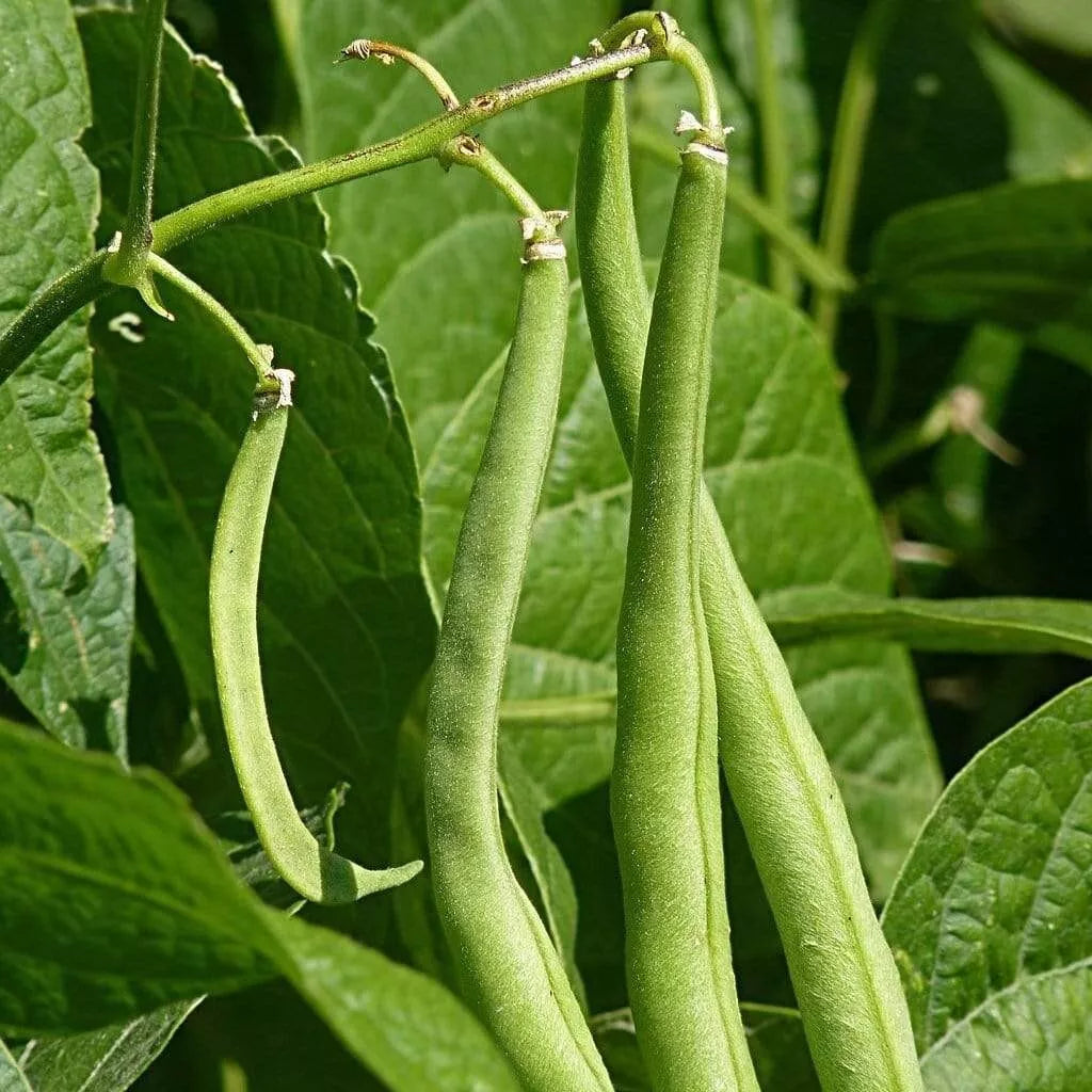 Blue-Lake Bean Seeds | Bush Variety | High-Yielding Phaseolus vulgaris