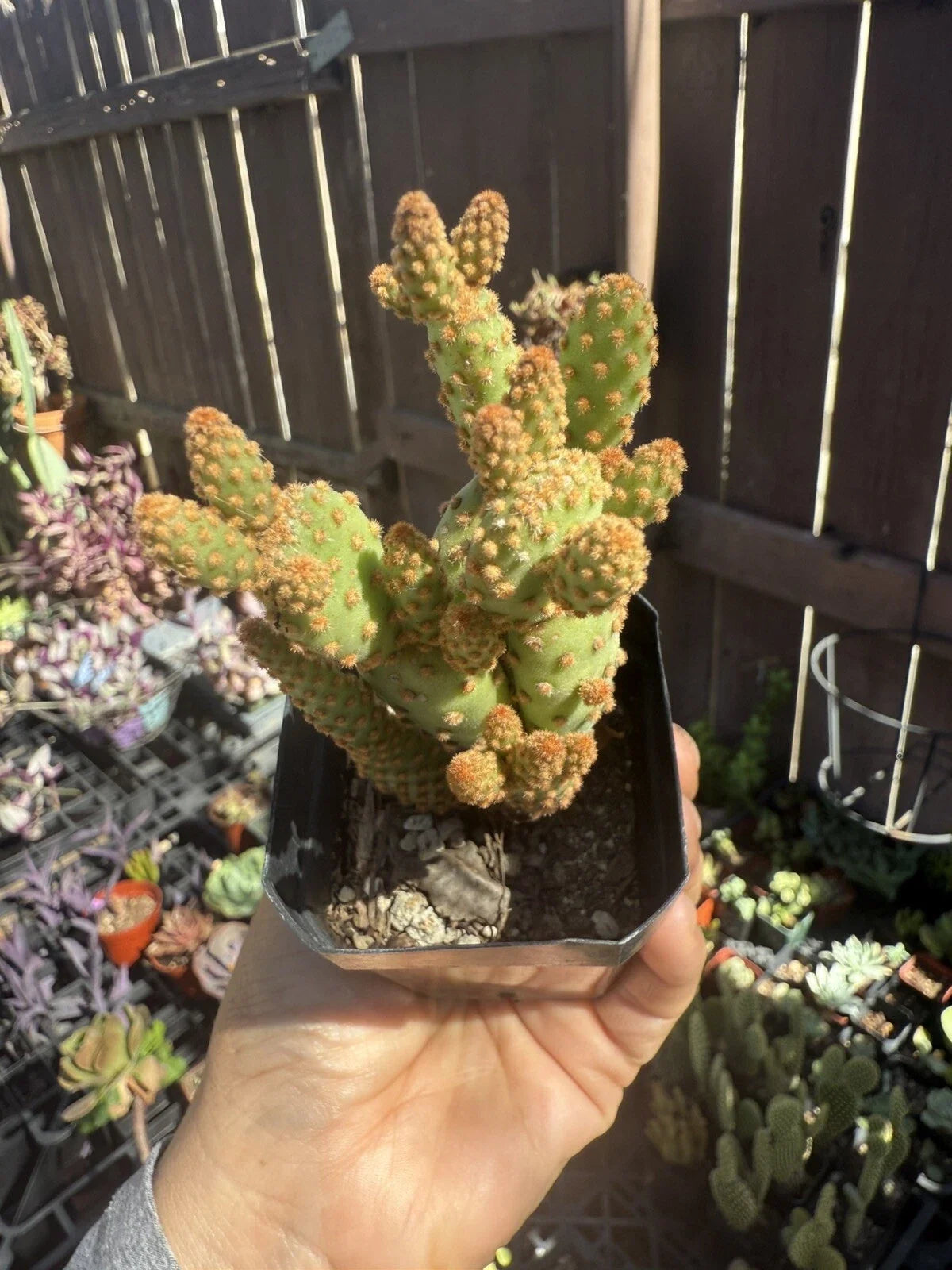 Mini Cinnamon Cactus Plant - Opuntia rufida minima - Small Succulent for Indoor & Outdoor Decor