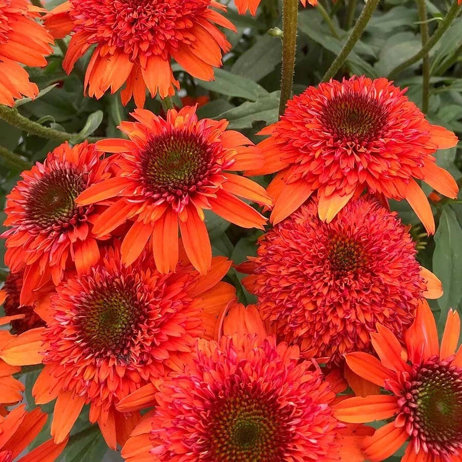 50 Moab Sunset Coneflower Seeds | Echinacea purpurea Perennial Flowers | Vibrant Orange & Yellow Blooms for Garden