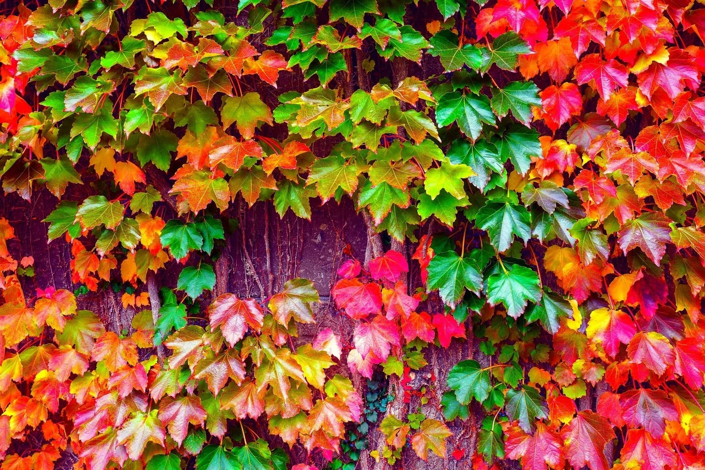 Japanese Ivy Seeds - 50 Count Creeping Vine Hedera rhombea for Indoor & Outdoor Planting