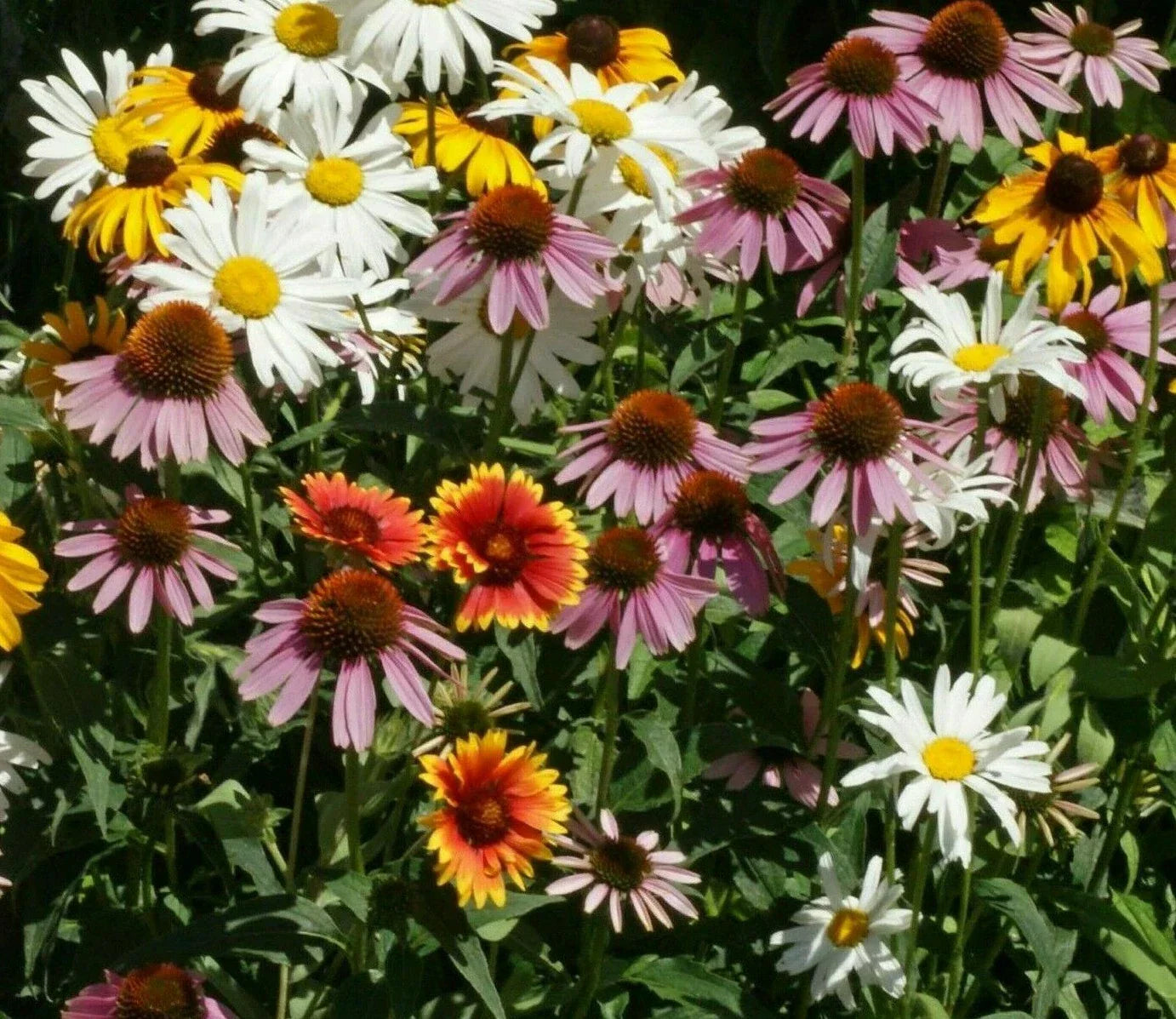 Perennial Flower Seed Mix - 200+ Coneflower, Daisy & Wildflower Seeds | Eco-Friendly Garden Blend