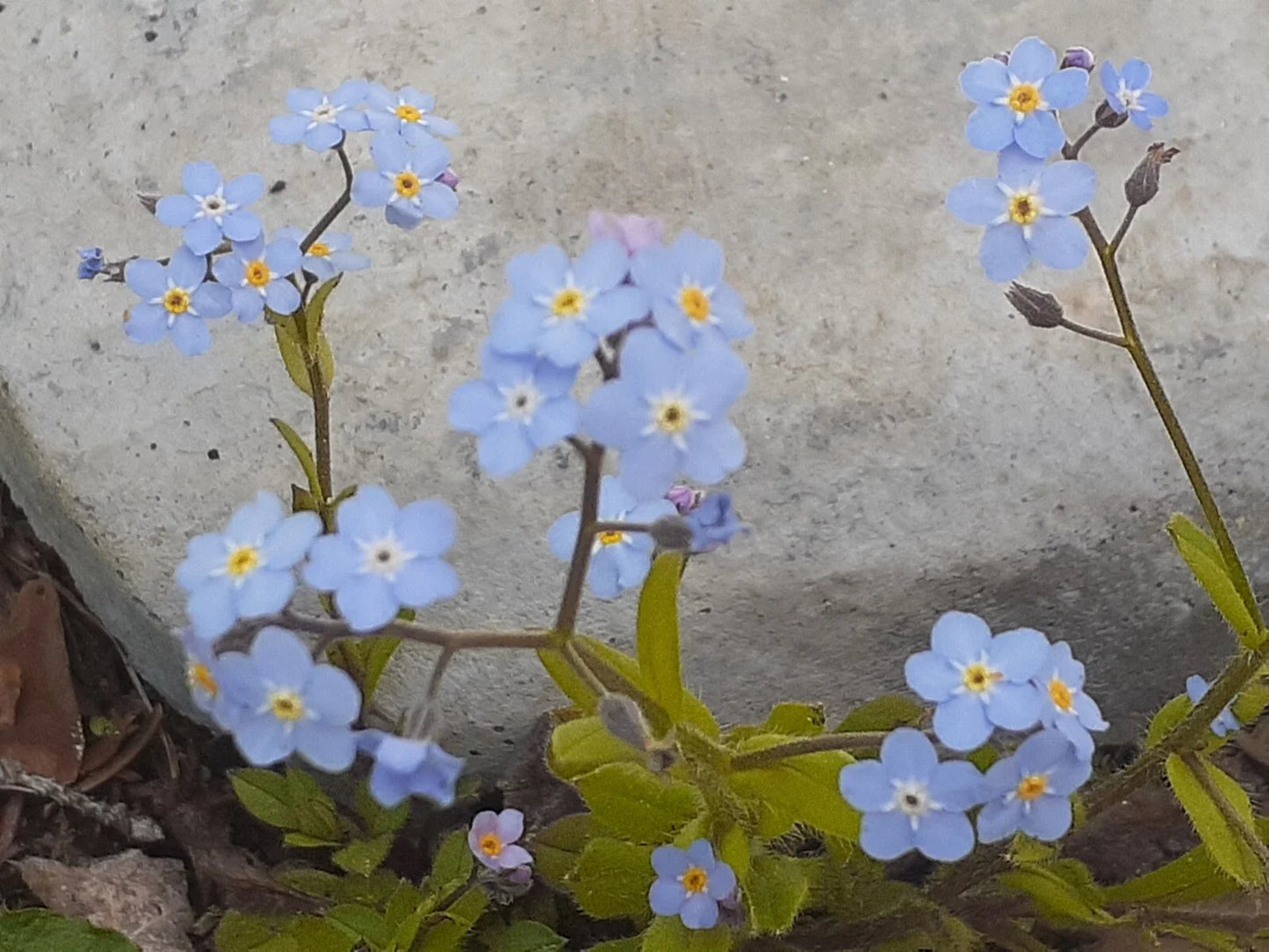 Forget-Me-Not Seeds, Blue Perennial, Myosotis sylvatica, 25+ Seeds for Garden Planting
