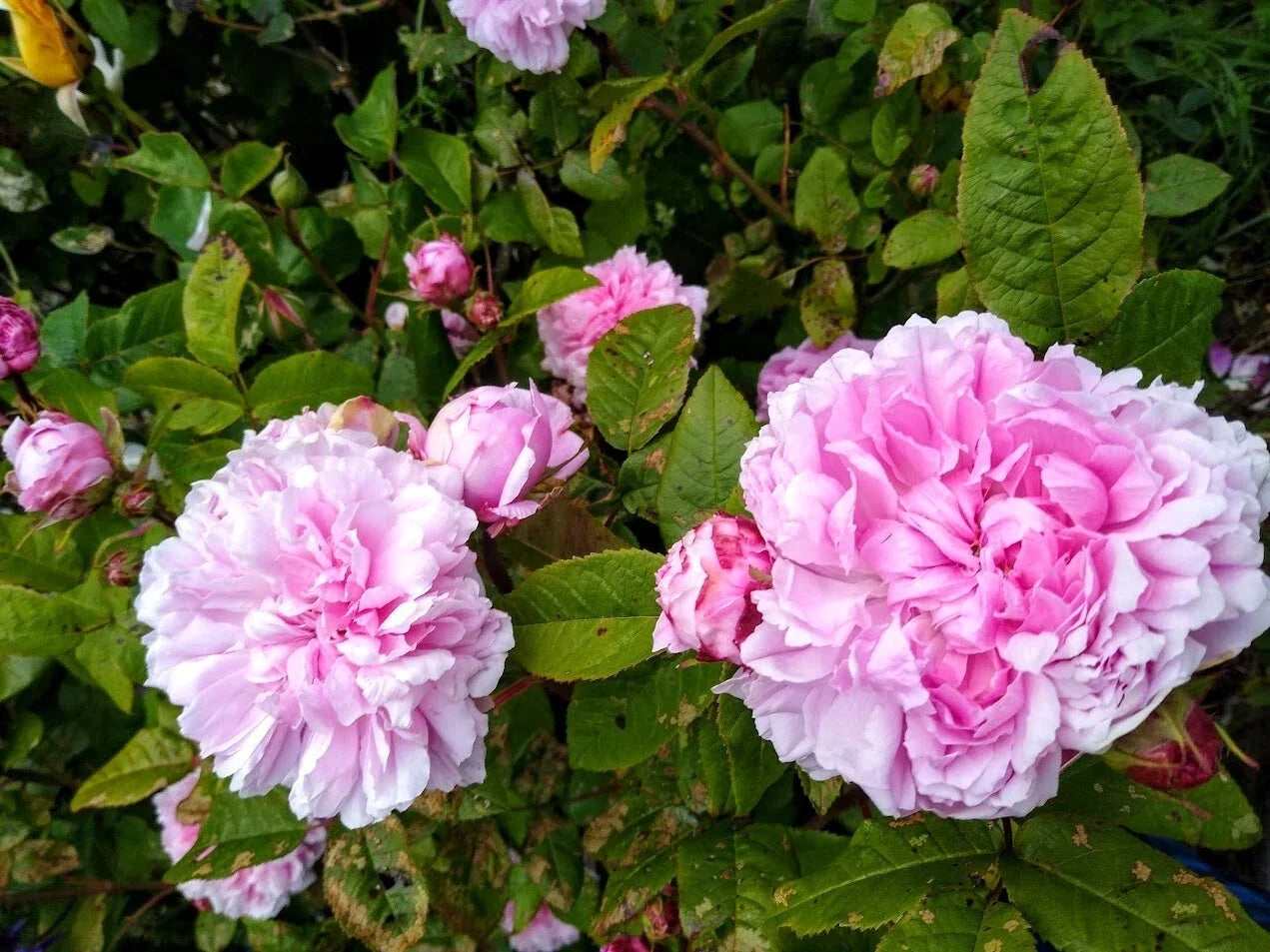 Bare Root Rose Plant - Jacques Cartier - Fragrant Pink Blooms - Rosa 'Jacques Cartier' - Hardy Garden Rose