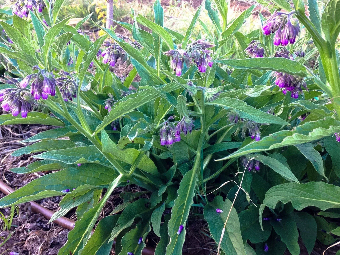 Organic Comfrey Plants Symphytum officinale Pesticide-Free Permaculture Compost Booster Live Plants