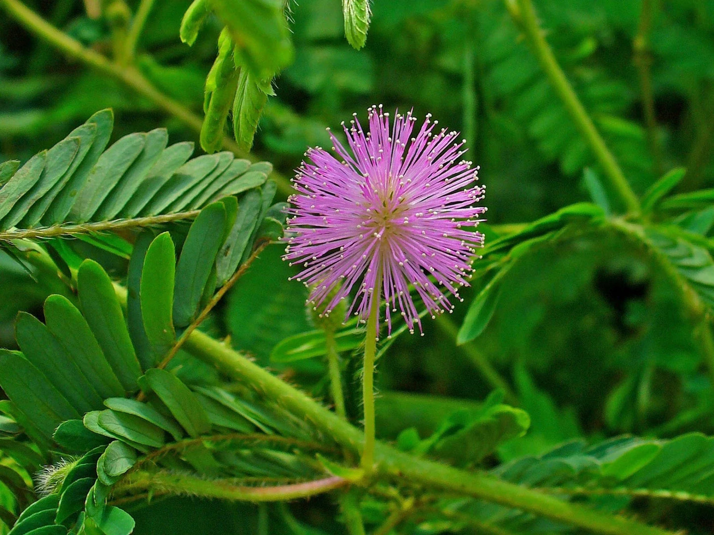 Sensitive Plant Seeds, 50 Pack, Touch Me Not, Mimosa pudica, Indoor Outdoor Gardening, Interactive Foliage