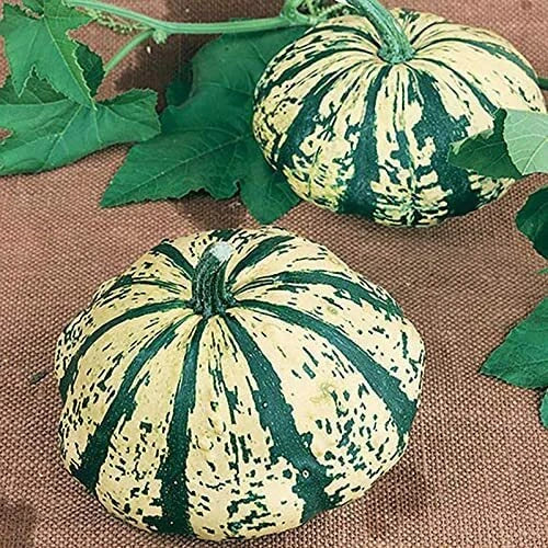 Partial Eclipse Summer Squash Seeds, Colorful Mini Pumpkins, Cucurbita pepo, Compact Bush Variety, Garden & Container Growing