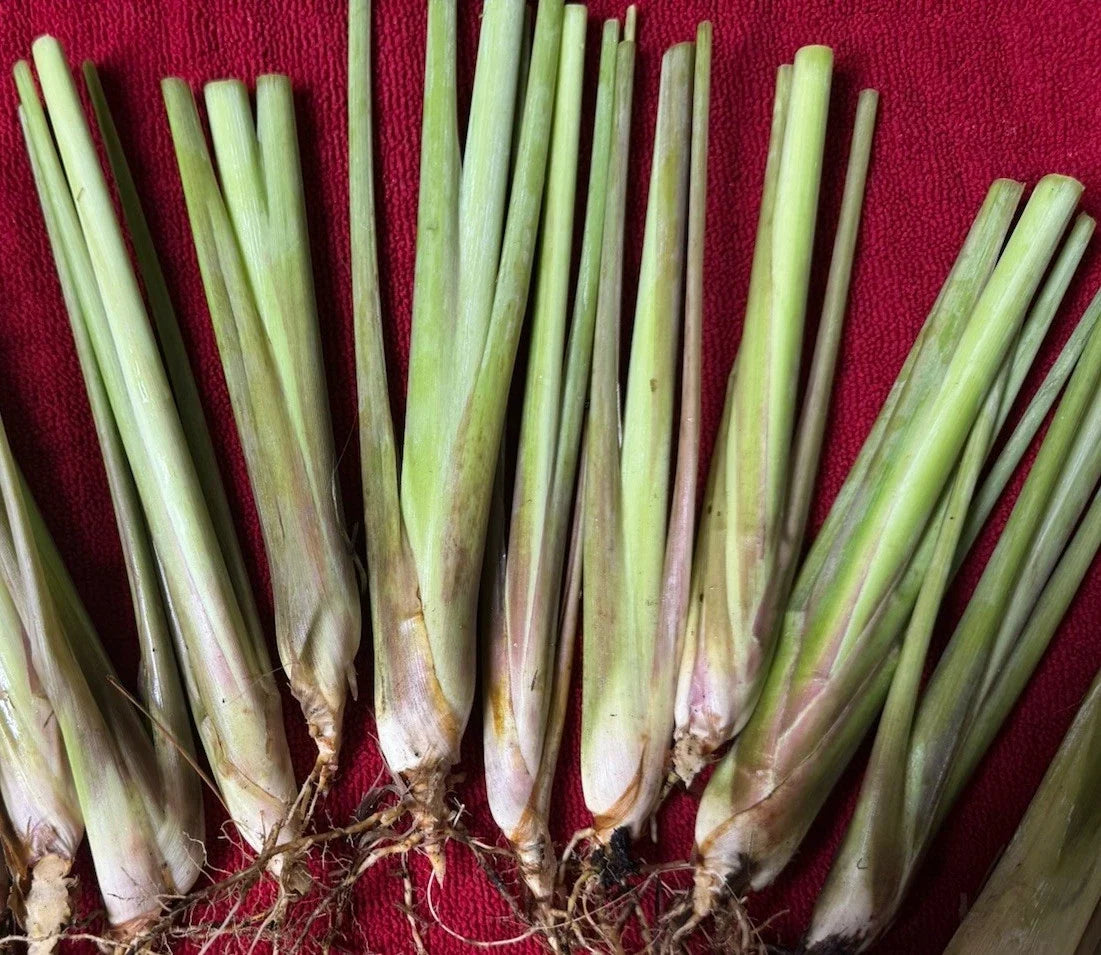 Organic Lemongrass Stalks - 10 Fully Rooted Cymbopogon citratus Herb Plants for Gardening & Cooking