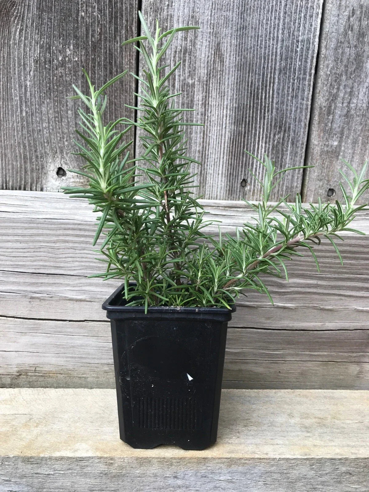 Live Rosemary Plant - 4 Bare Root Cuttings - Aromatic Culinary Herb Salvia rosmarinus
