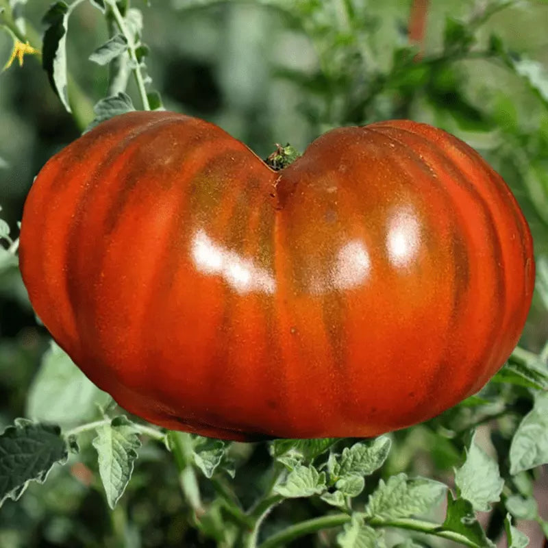 Organic Heirloom Tomato Seeds - Paul Robinson Solanum lycopersicum - Non-GMO, Rare Variety, Juicy, Perfect for Home Garden