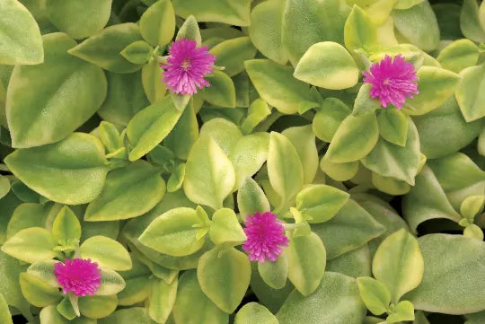 Rare Magenta Baby Sun Rose Hybrid - Aptenia Cordifolia Purple Flower Succulent Ground Cover