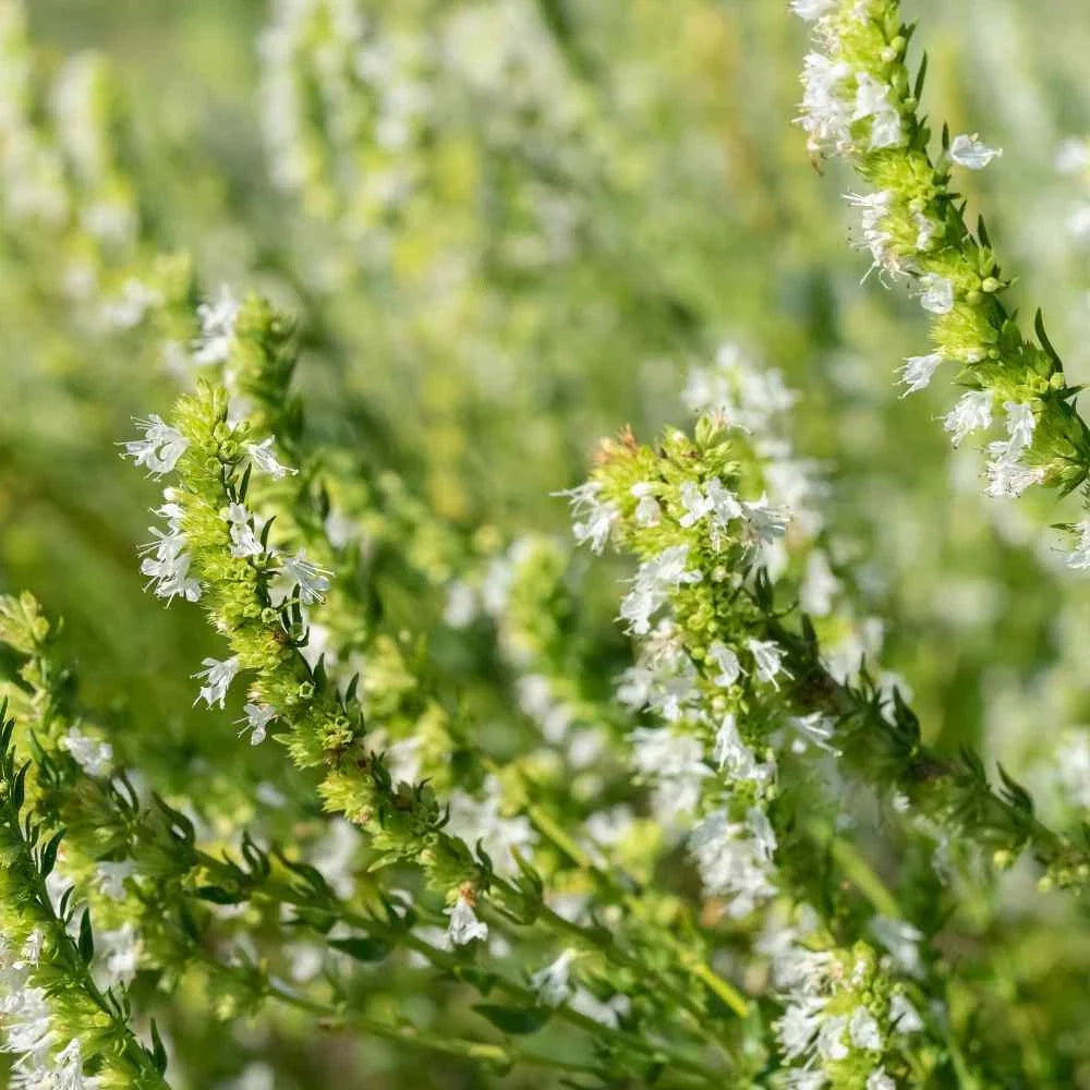 Hyssop Seeds 100 Count White Perennial Herb Hyssopus officinalis for Garden, Culinary, Pollinator Attractant