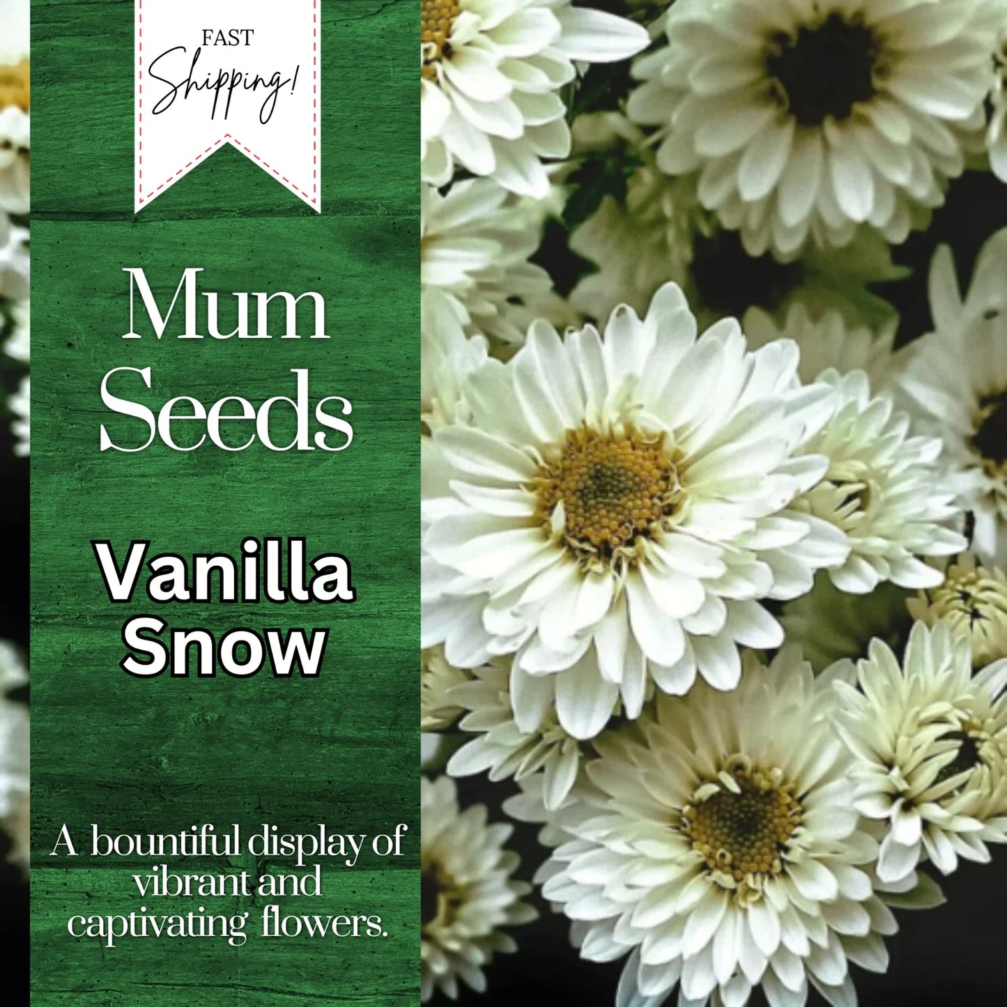 Vanilla Snow Mum Seeds | Chrysanthemum morifolium | White Annual Flowers | 200+ Seeds for Garden & Containers
