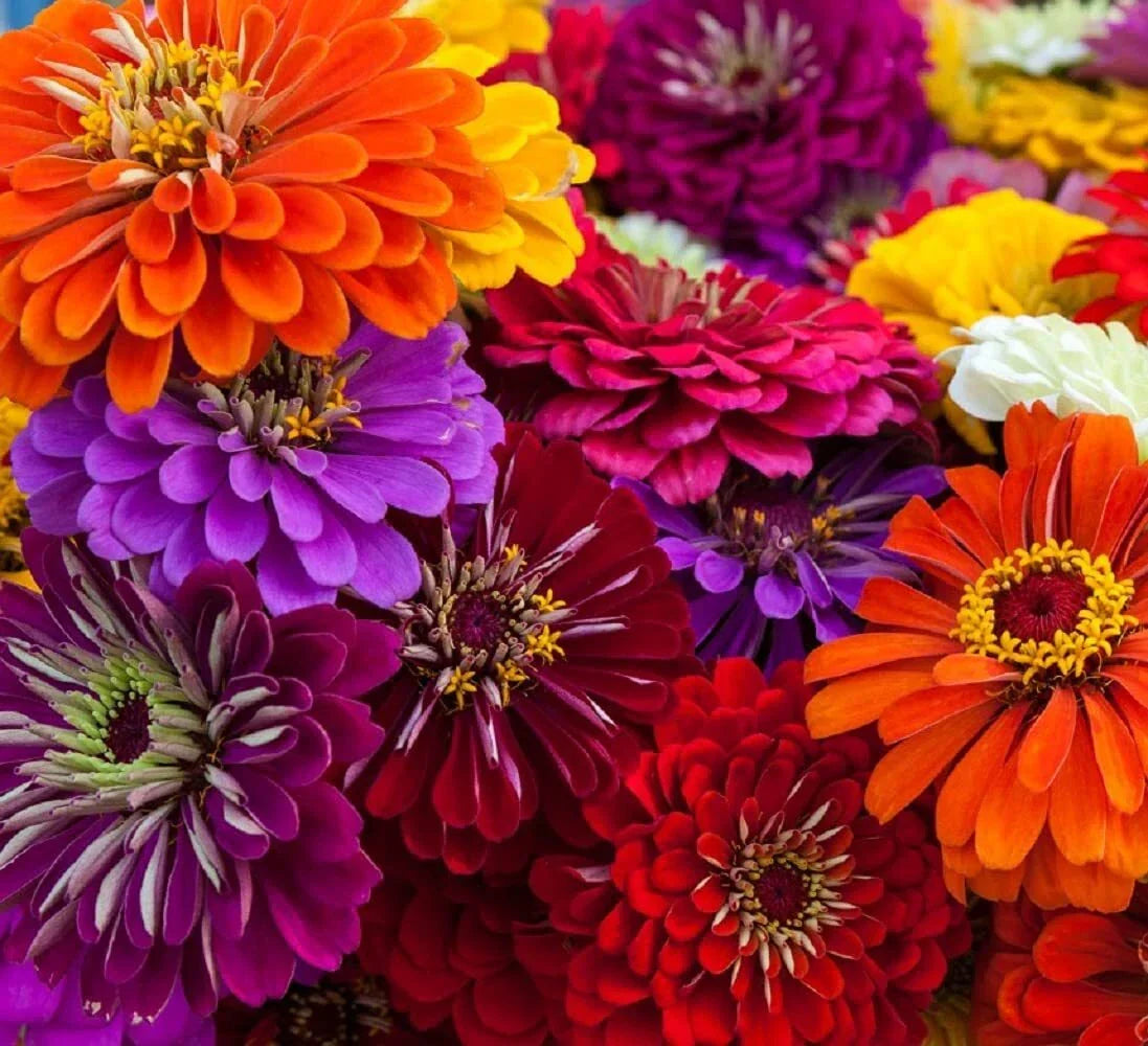 California Giant Zinnia Seeds | 50 Count | Zinnia elegans Flower Seeds