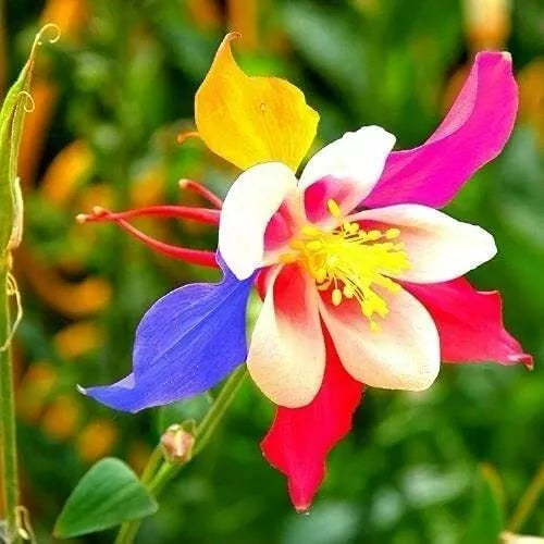 Columbine Seeds 100 Count Multicolor Non-GMO Aquilegia caerulea for Planting, Perennial Flower Seeds, Butterfly & Hummingbird Attracting