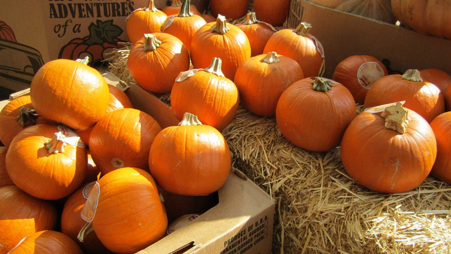 Sugar Pie Pumpkin Seeds - Small Round Cucurbita pepo for Pies, Fall Decor & Gardening, Pack of 7