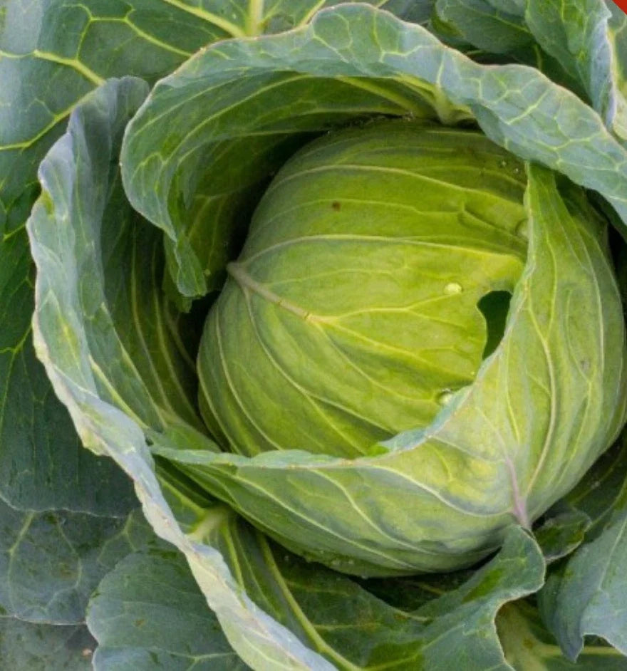 Golden Acre Cabbage Seeds - Bulk 2,000 Heirloom Non-GMO Brassica oleracea Seeds for Home Garden & Farming