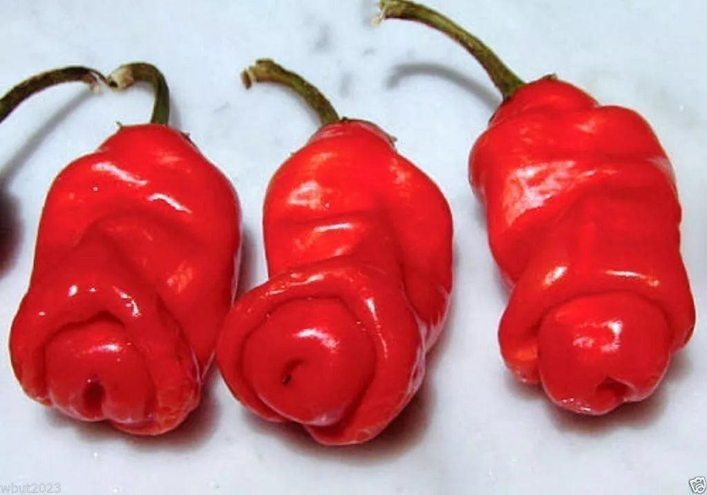 Peter Red Chili Pepper Seeds - Capsicum annuum - Unique Penis Pepper Heirloom Hot Pepper Seeds