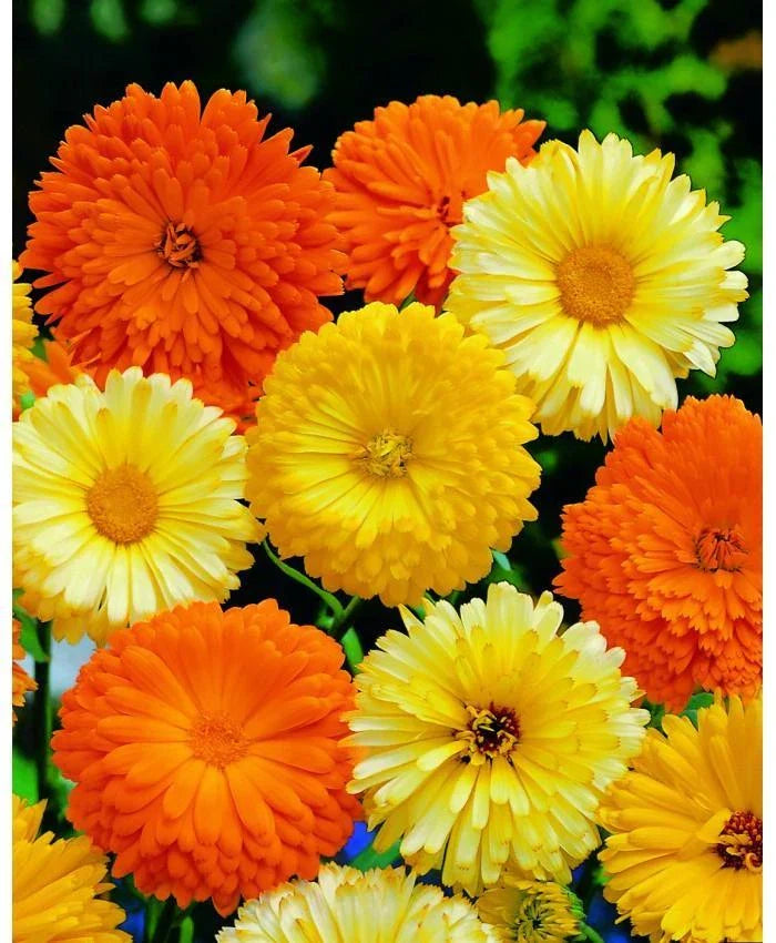 Calendula Seeds Mix - Pacific Beauty Pot Marigold, Calendula officinalis, Various Sizes