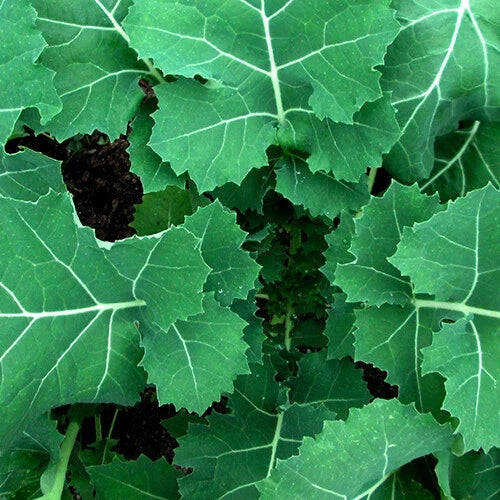 Kale Seeds - Premier (Early Hanover) Heirloom Non-GMO Brassica oleracea - Compact, Nutrient-Rich, Easy to Grow, 100 Seeds Pack