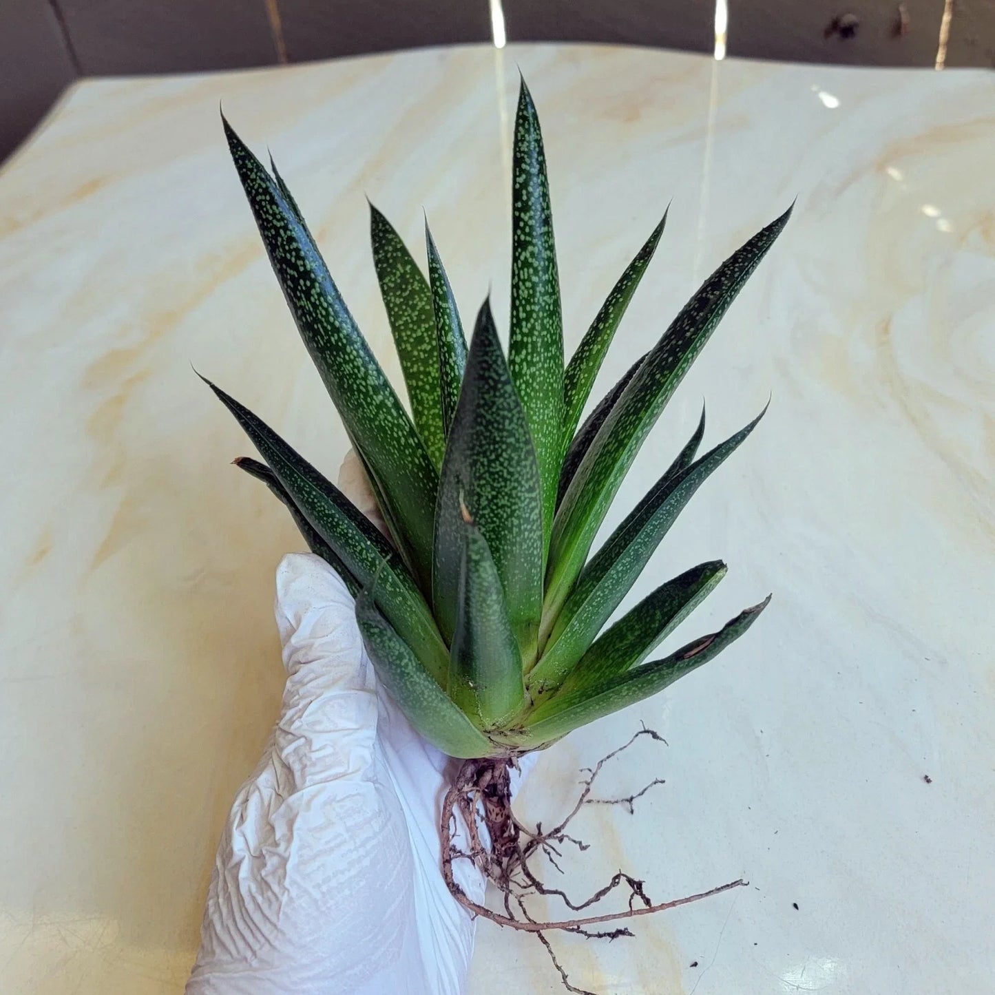 Gasteria 'Flow' Succulent Plant | Indoor Drought-Tolerant Green Succulent | Low Maintenance Potted Plant