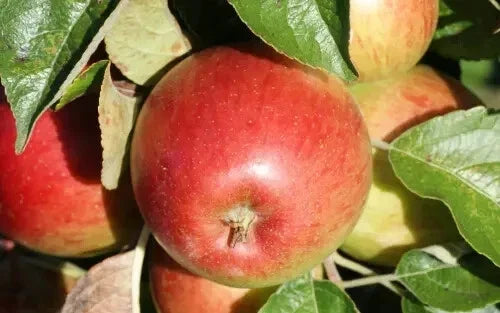 Haralson Apple Seeds - 25+ Pack for Gardening, Malus domestica, USA Grown, Crisp Red Apples, Non-GMO, Fruit Tree Planting