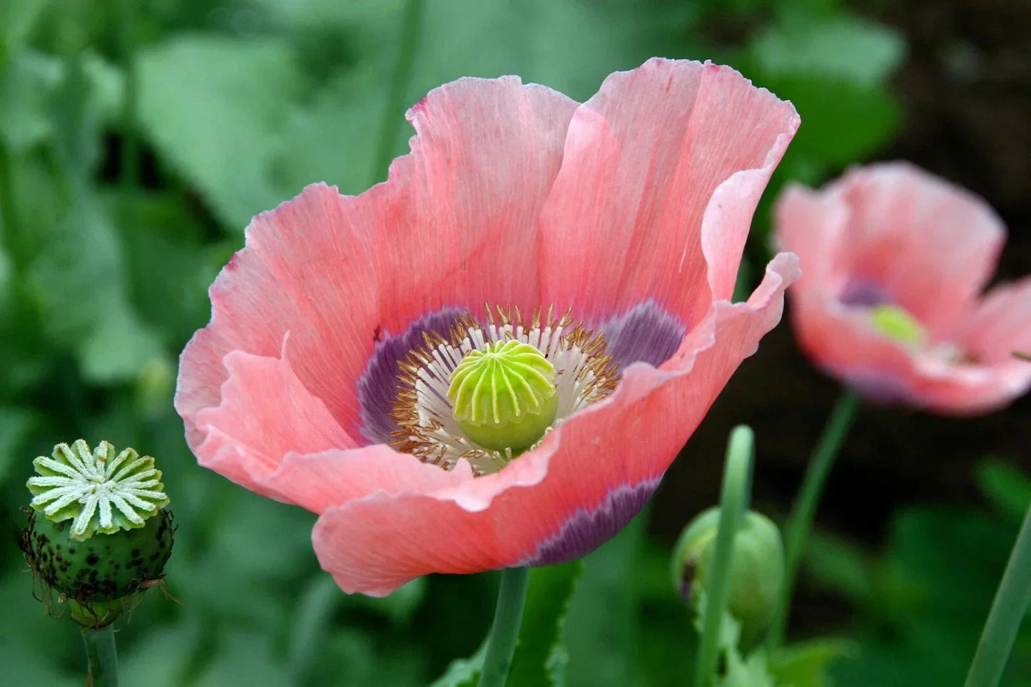Giant Poppy Seeds 200 Pack - Papaver somniferum for Garden Planting, Vibrant Flowers, Easy to Grow, USA Shipping