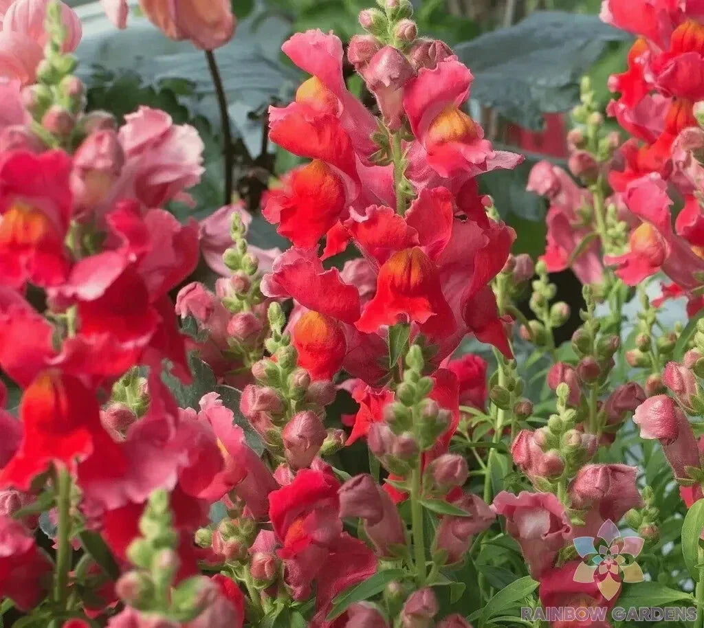 Defiance Snapdragon Seeds - 1000+ Non-GMO Antirrhinum majus Garden Planting for Borders & Cut Flowers