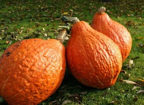 Golden Hubbard Winter Squash Seeds – Heirloom Cucurbita maxima Bulk, Nutty Flavor, High Yield, Easy to Grow