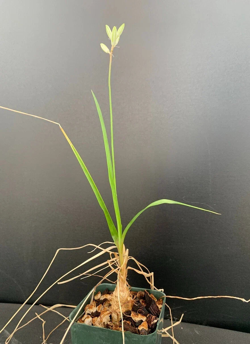 Trachyandra saltii Succulent Plant in 2.5" Pot, Rare Indoor Greenery, Unique Rosette-Forming Succulent