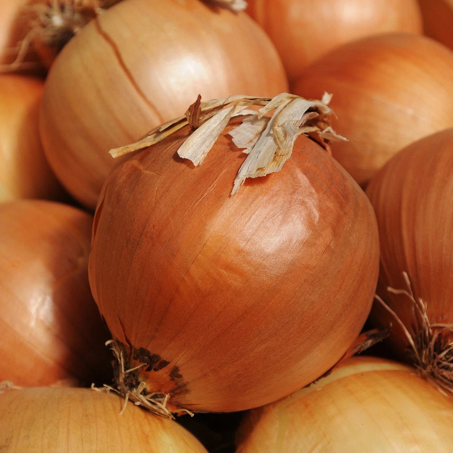 Onion Seeds 250+ Yellow Sweet Spanish | Allium Vegetable Garden Seeds