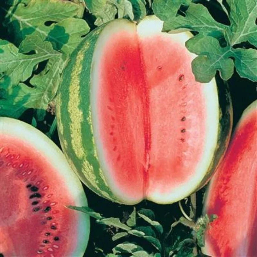 Crimson Sweet Watermelon Seeds – 20 Premium Citrullus lanatus Seeds for Home Garden, Juicy, Sweet, Vining, Summer Crop