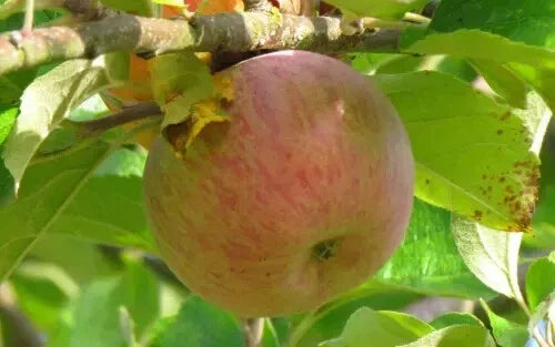 Baguette Violette Apple Seeds – 25+ Fruit Tree Seeds for Home Garden – Malus domestica – Non-GMO, Easy to Grow, Free Shipping USA