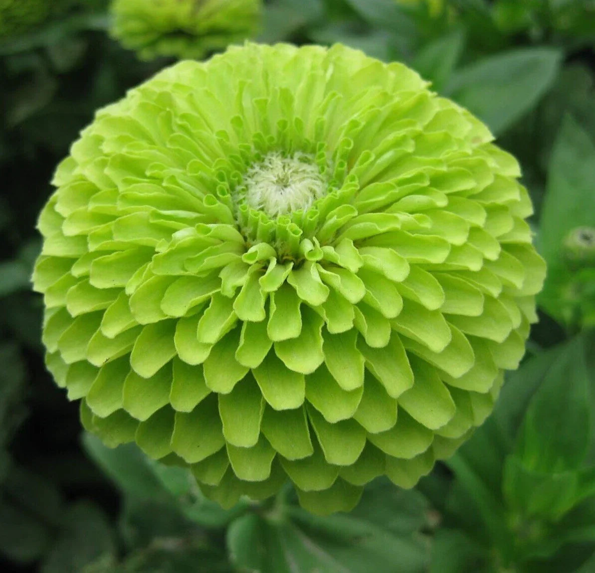 Green Zinnia Flower Seeds 100+ 'Envy' | Annual Garden Seeds for Bees & Birds