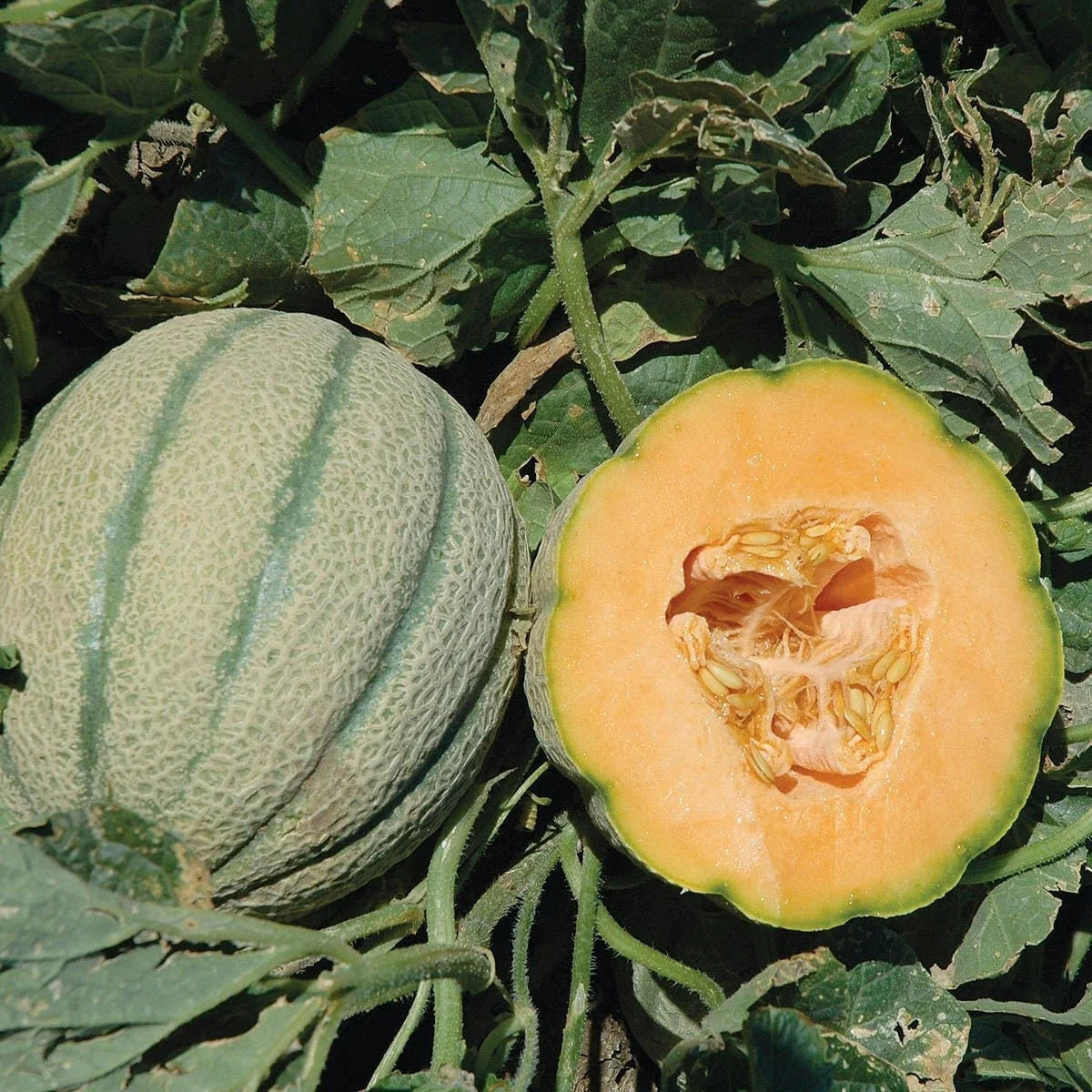 Orange Sherbet F1 Hybrid Melon Seeds – Heirloom Cucumis melo, Juicy Orange Flesh, Vining, Pack of 20 Seeds