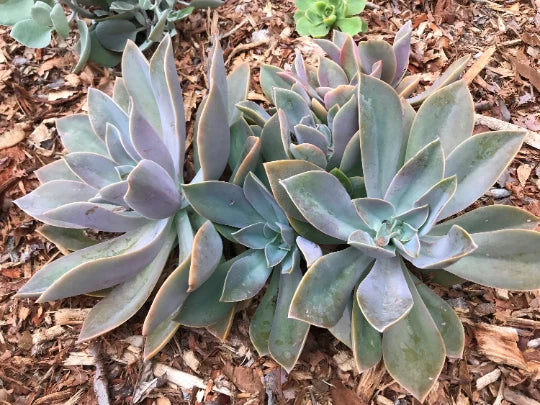 Fred Ives Echeveria Cuttings - Multicolor Graptoveria Succulent for Indoor and Outdoor Gardening