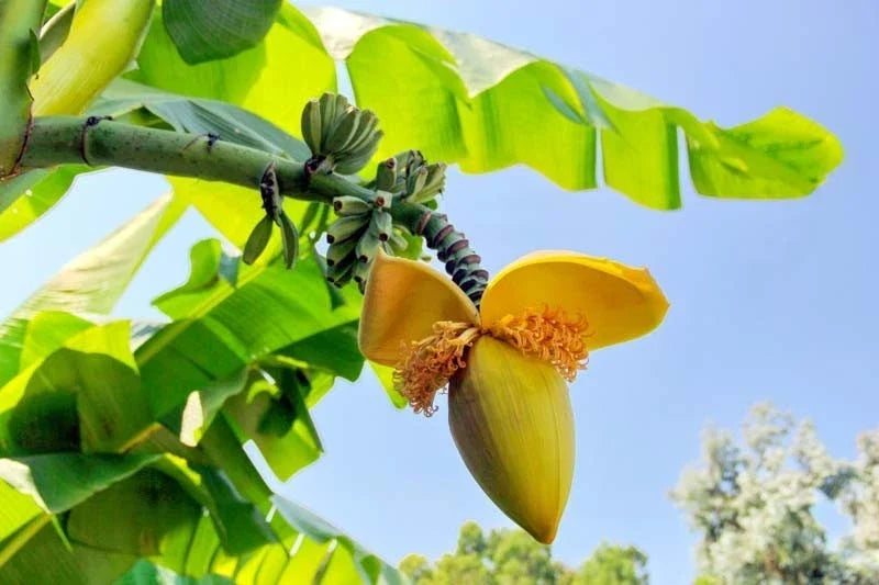 Basjoo Banana Plant – Live Rooted Musa basjoo – Cold Hardy Tropical Banana for Landscaping and Garden